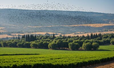 bird migration to israel