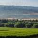 bird migration to israel