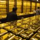 gold price surge again