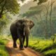 wild elephants on road